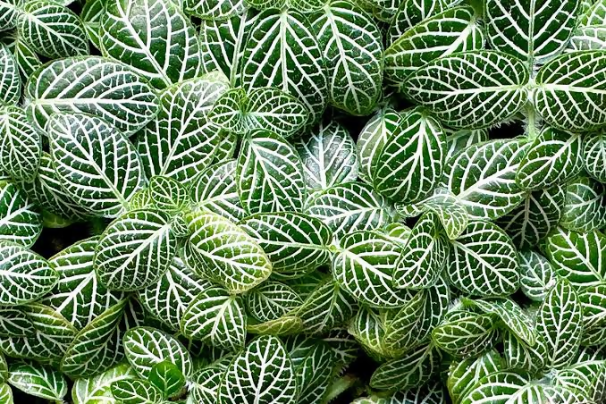 Fittonia green (Nerve Plant)