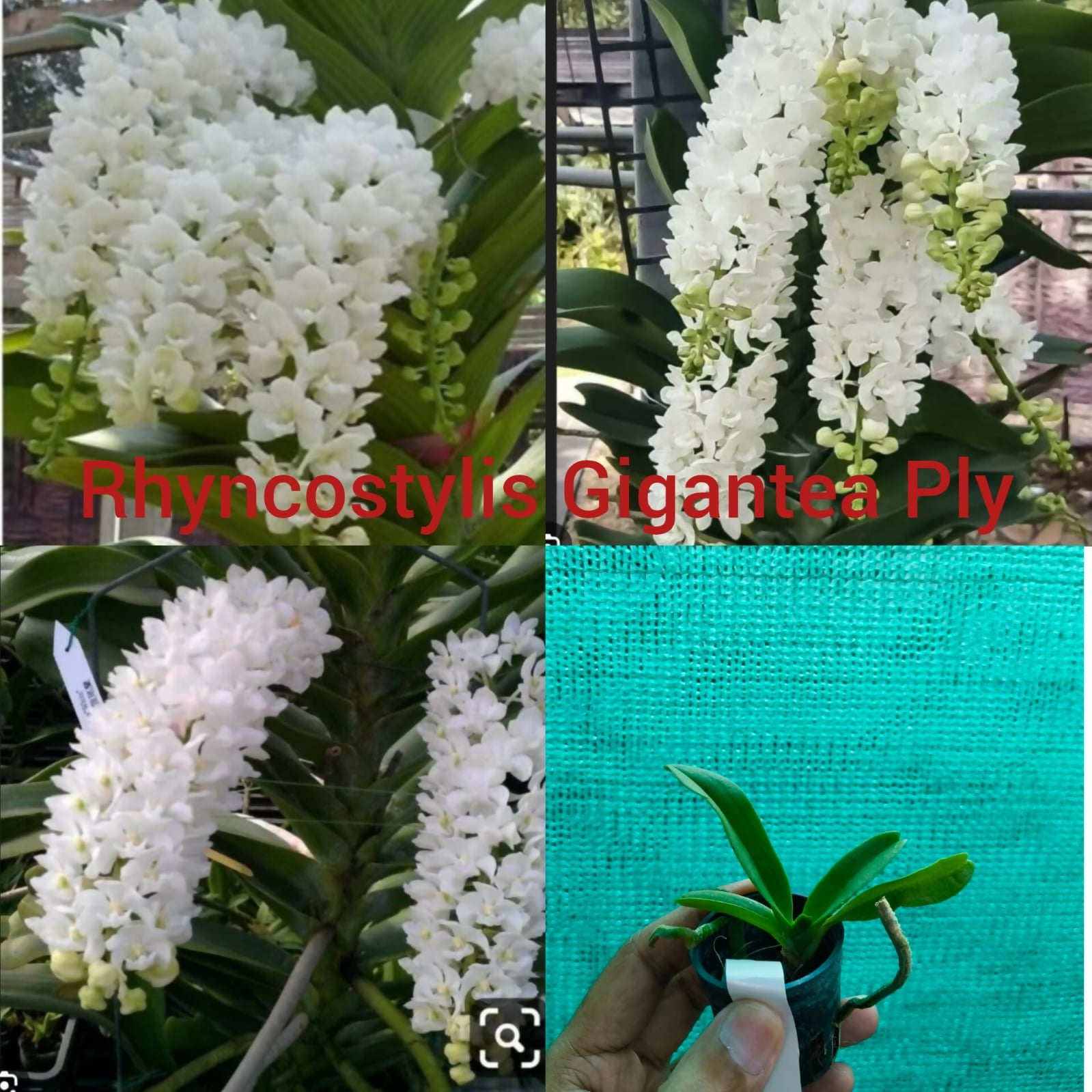 Rhyncostylis Orchid Gigantea Ply