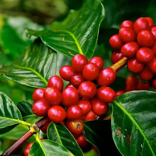 Coffee Plant