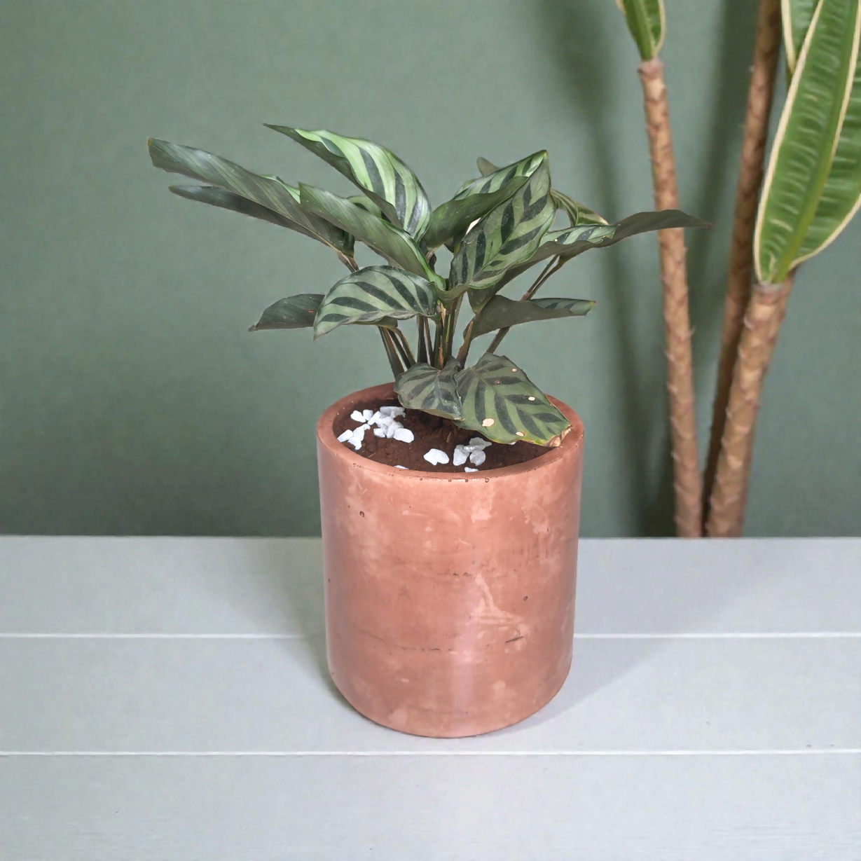 Cylo-6 | Made from Recycled material | concrete planter | eco friendly | handmade | natural texture