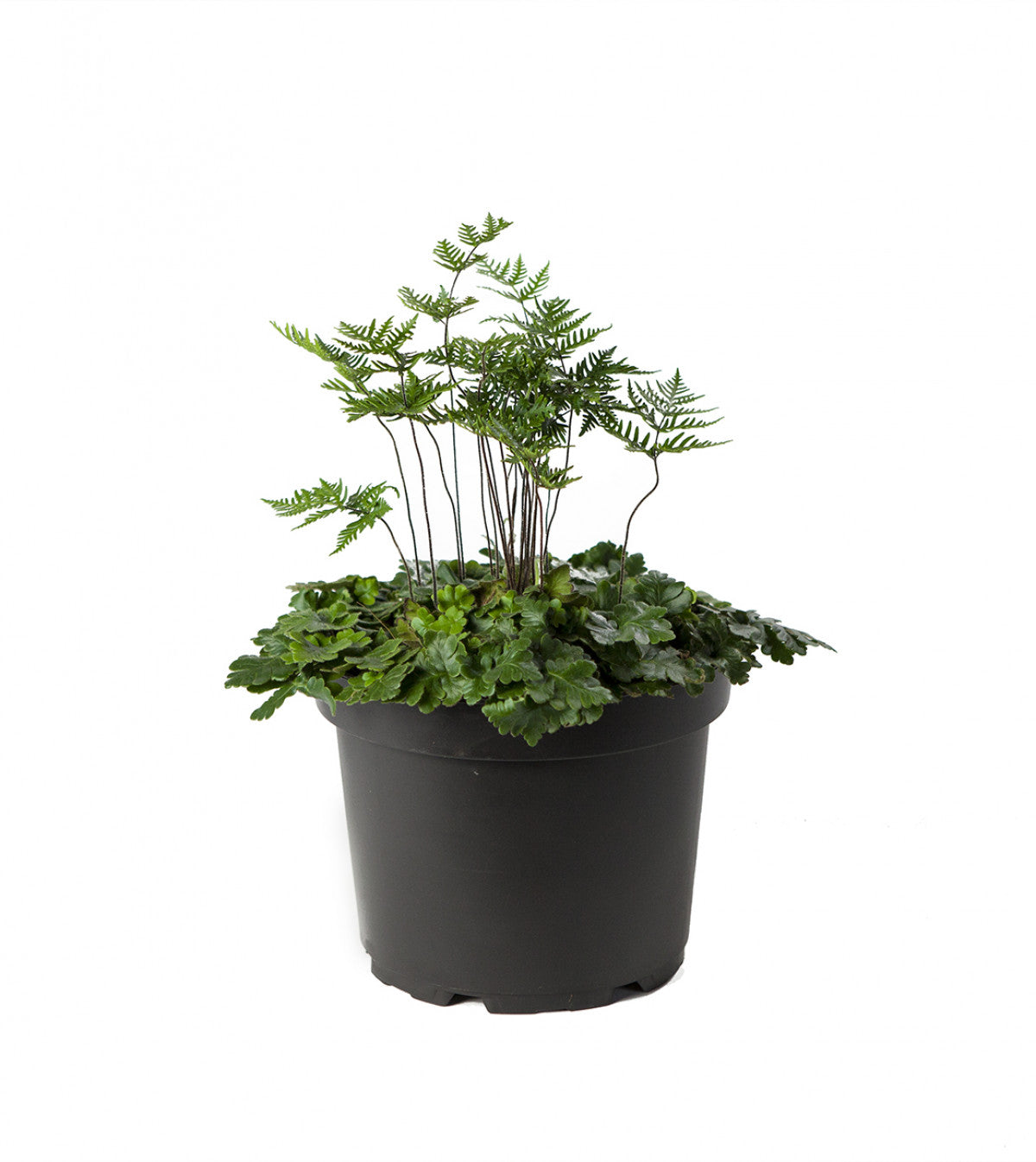 Antenna Fern close up leaf detail – healthy nursery plant – Foliages.in
