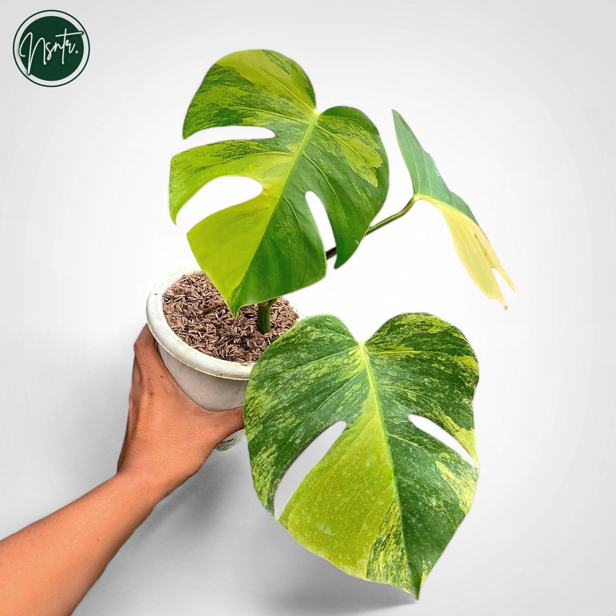 Monstera Deliciosa Aurea - Rare Yellow Variegated Plant - Aloevera Greens