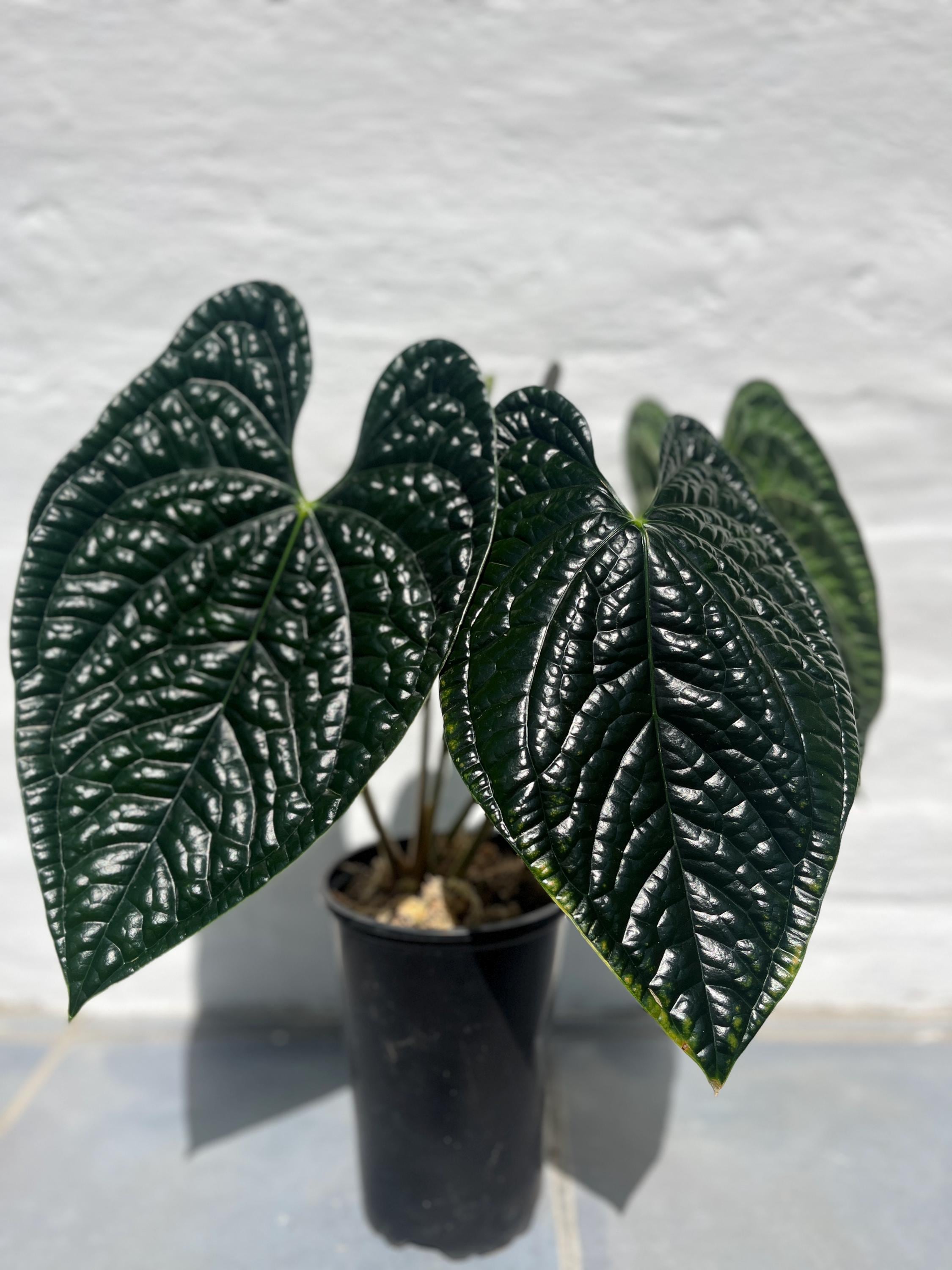 Anthurium Luxurians - Pure form- Aloevera Greens