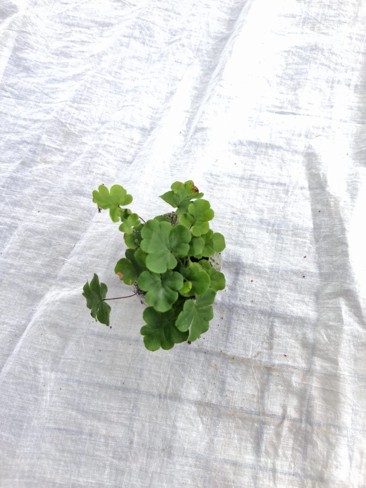 Antenna Fern close up leaf detail – healthy nursery plant – Foliages.in