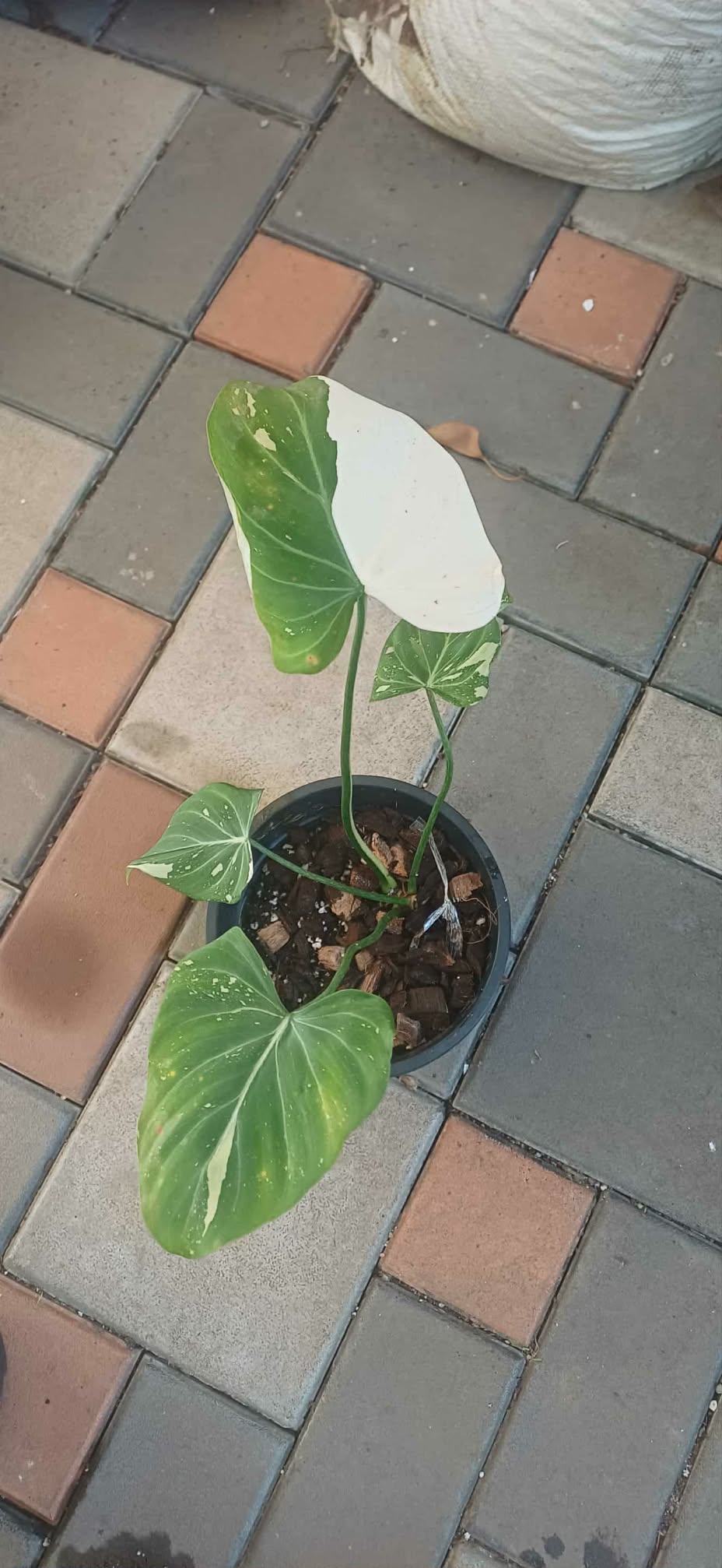Philodendron Gloriosum Tricolor variegated- Rare Live Plant - Aloevera Greens