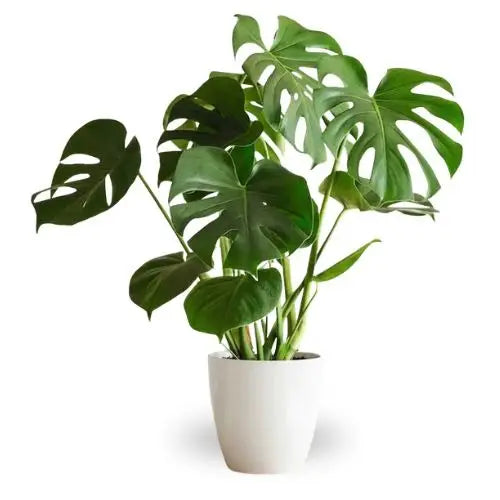 Monstera Deliciosa close up leaf detail – healthy nursery plant – Foliages.in