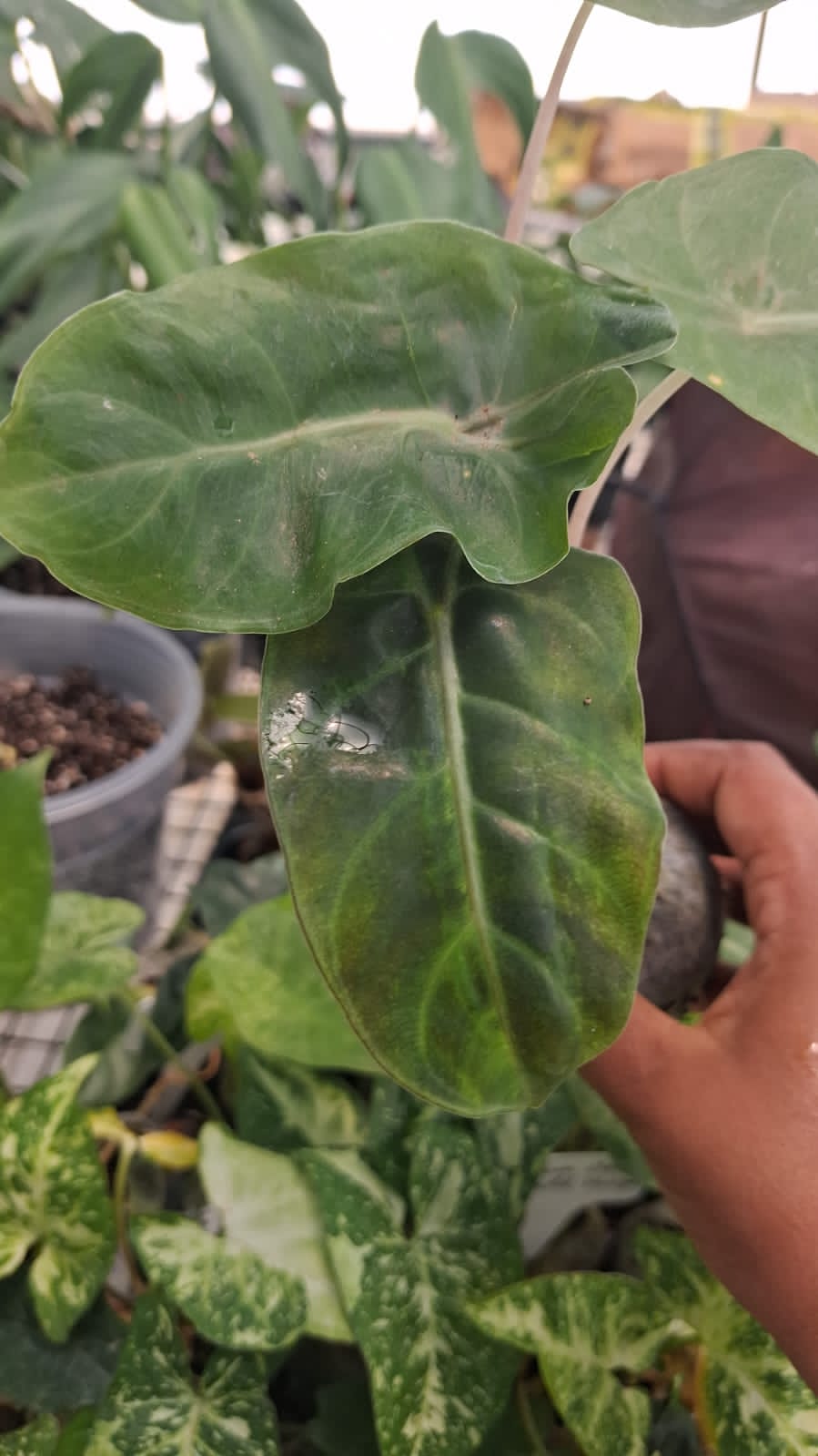 Alocasia Amazonica - Jiffy sized Live Plant - Jiffy sized - Aloevera Greens