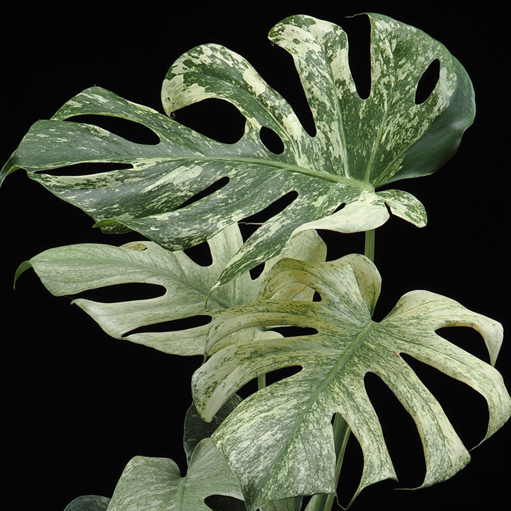 Lush Monstera Deliciosa leaves close-up – White Monster Variegated variegated foliage – buy online India
