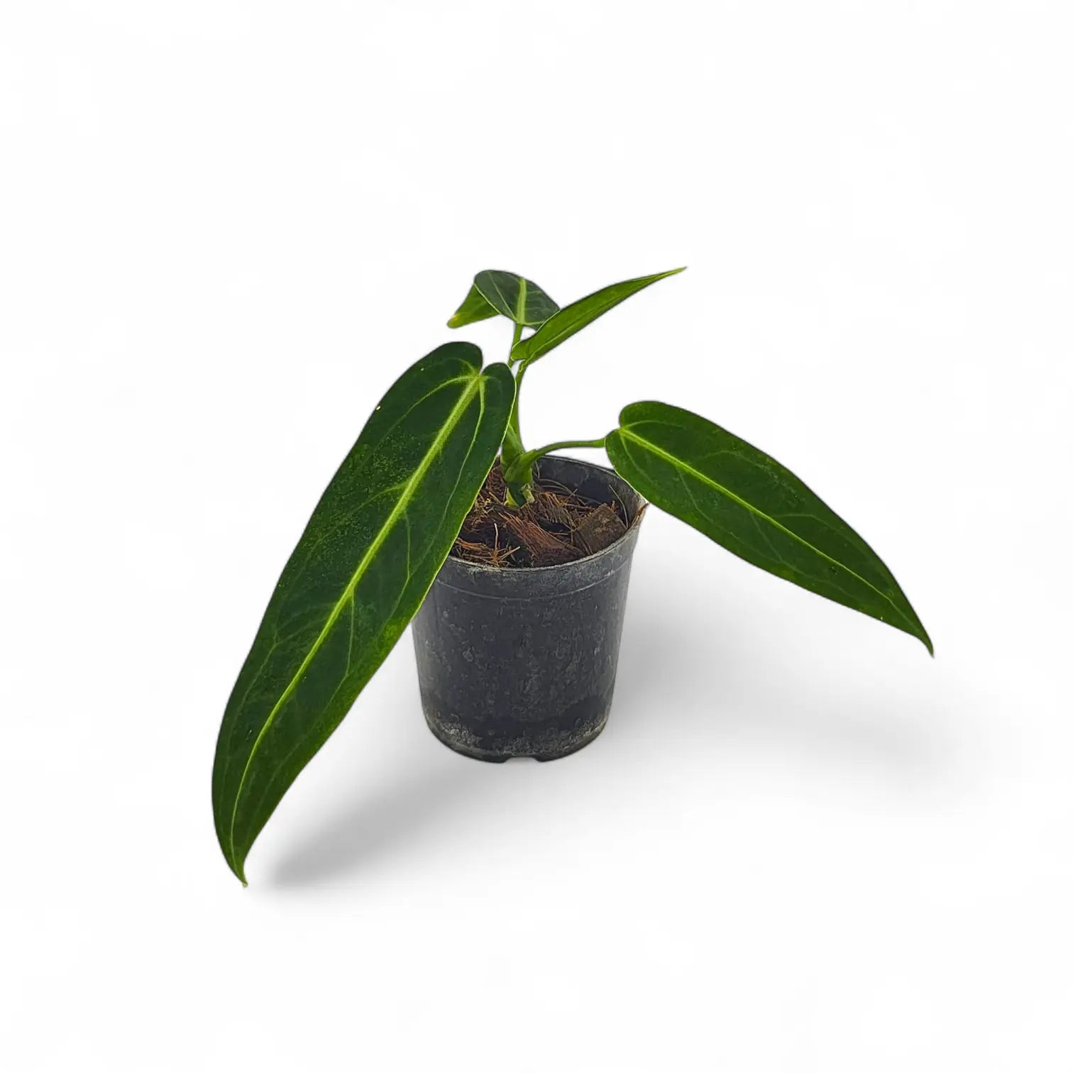 Anthurium Queen / warocqueanum - Rare Anthurium- Live plant- Aloevera Greens