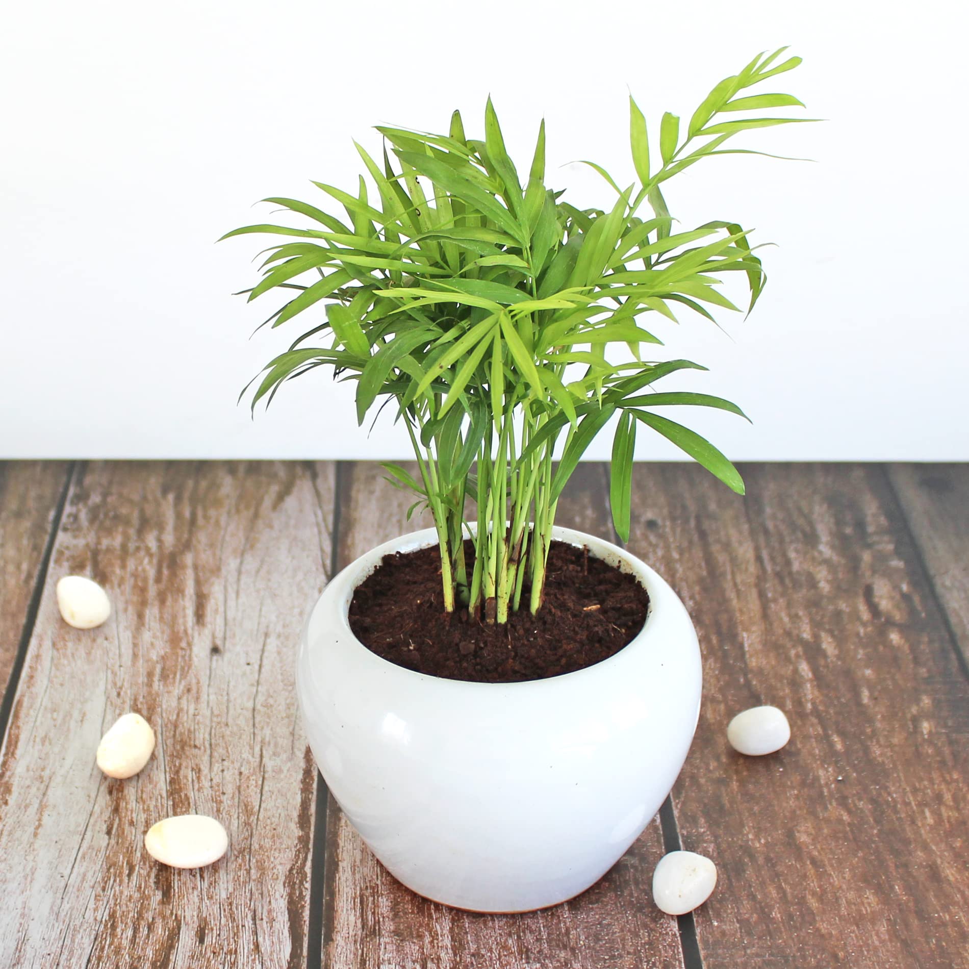 Lush Micholitz's Palm leaves close-up – Rare Dwarf Understory Palm variegated foliage – buy online India