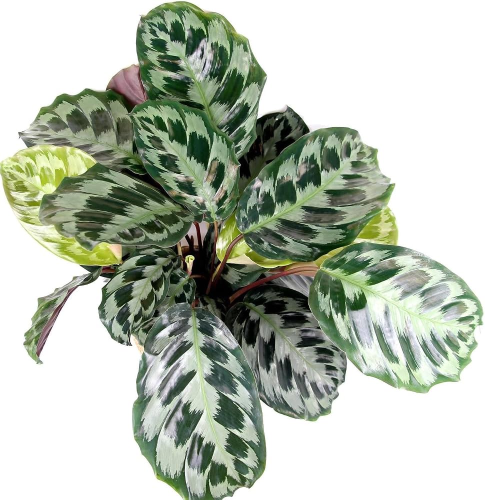 Calathea Helen Kennedy close up leaf detail – healthy nursery plant – Foliages.in