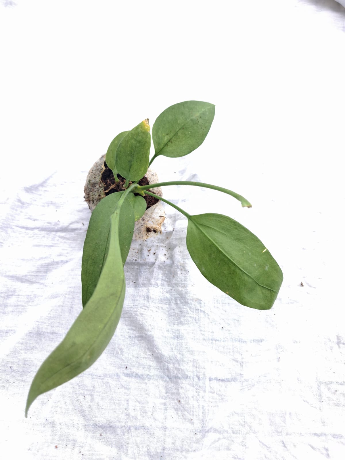 Anthurium Vittarifolium close up leaf detail – healthy nursery plant – Foliages.in