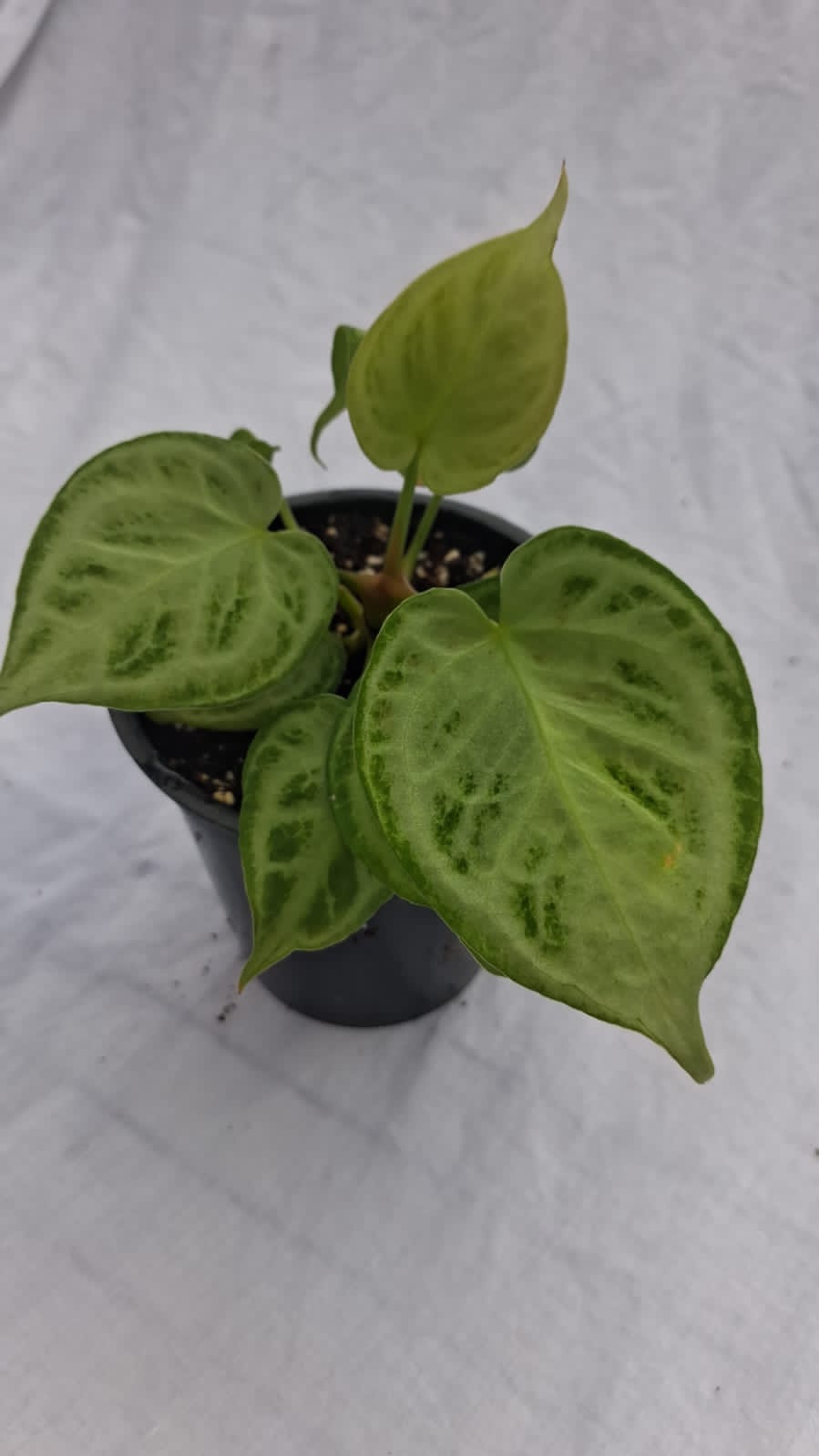 Anthurium Dorayaki Super Silver – Anthurium Dorayaki Super Silver with textured silver foliage – Foliages India