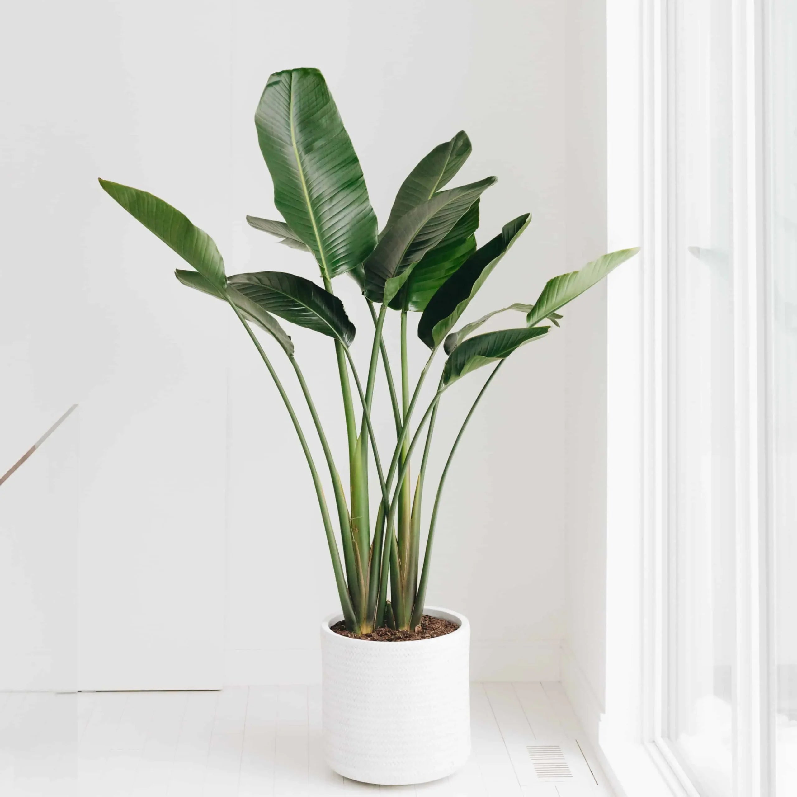 Bird of Paradise close up leaf detail – healthy nursery plant – Foliages.in