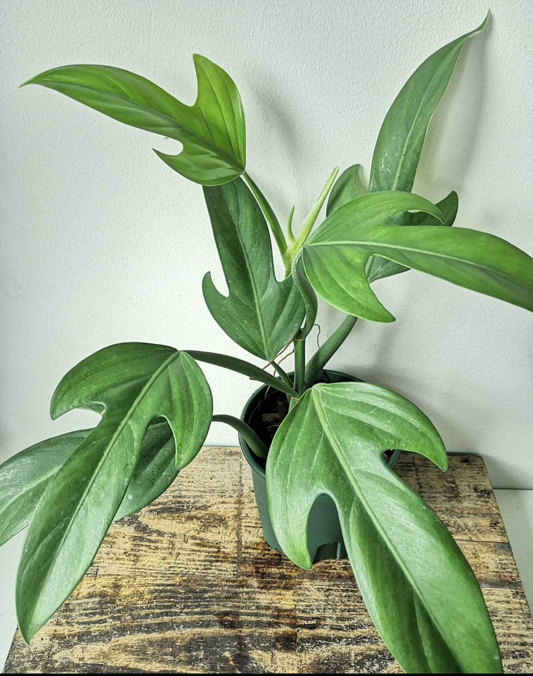 Philodendron Panduriforme