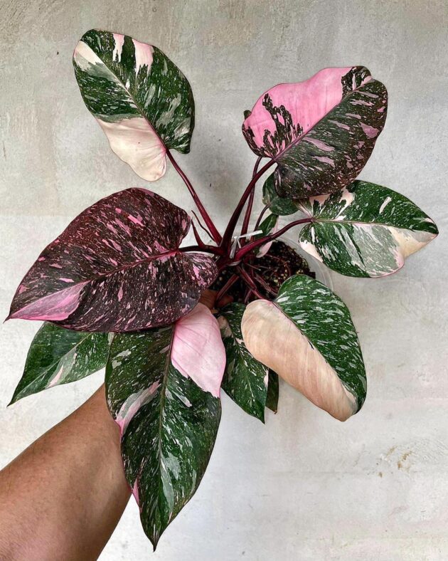 Philodendron Pink Princess Marble – Vibrant Philodendron Pink Princess Marble foliage in natural light – Foliages India