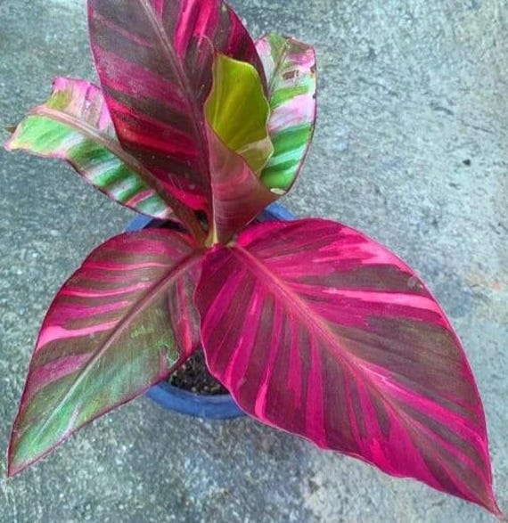 Musa Nono Banana – Musa acuminata Nono – vivid pink variegation – live potted plant – Foliages India