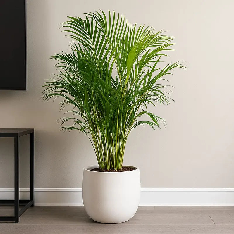 Areca Palm – Dypsis lutescens – Tropical Paradise Air Purifier – 6-inch Nursery Pot – Foliages India