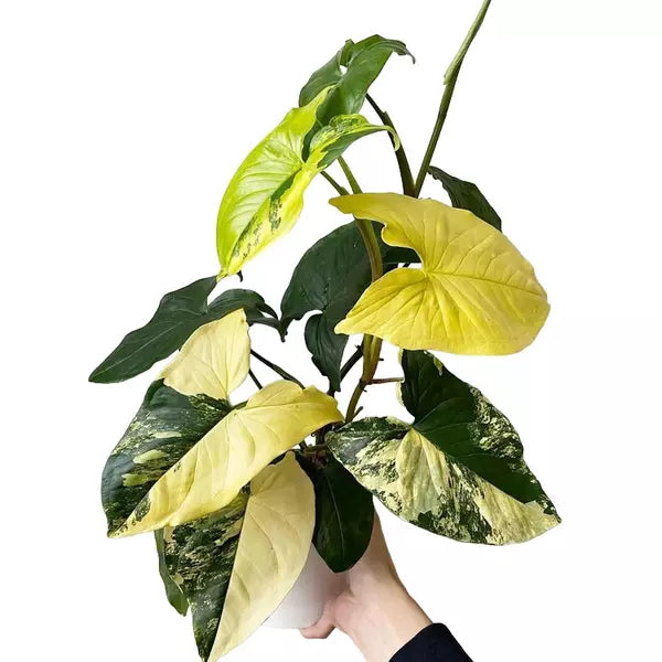 Syngonium rare hybrid combo rooted live plants – careful pan-India shipping – Foliages.in