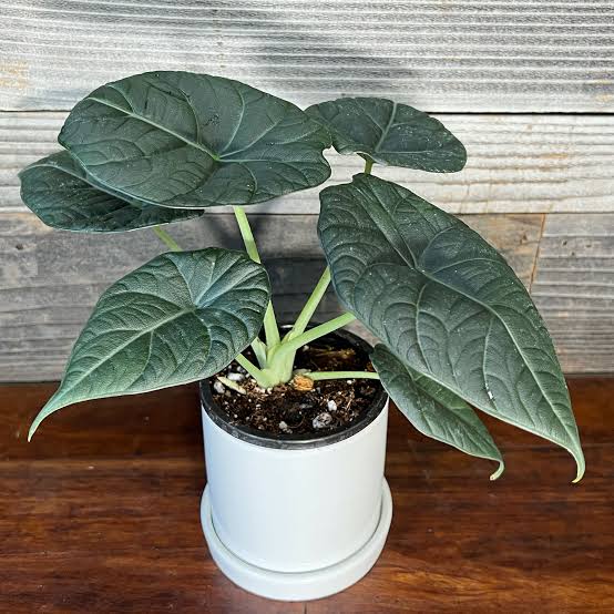Alocasia Maharani leaf texture – rugose grey-green jewel alocasia foliage – healthy live plant – Foliages.in