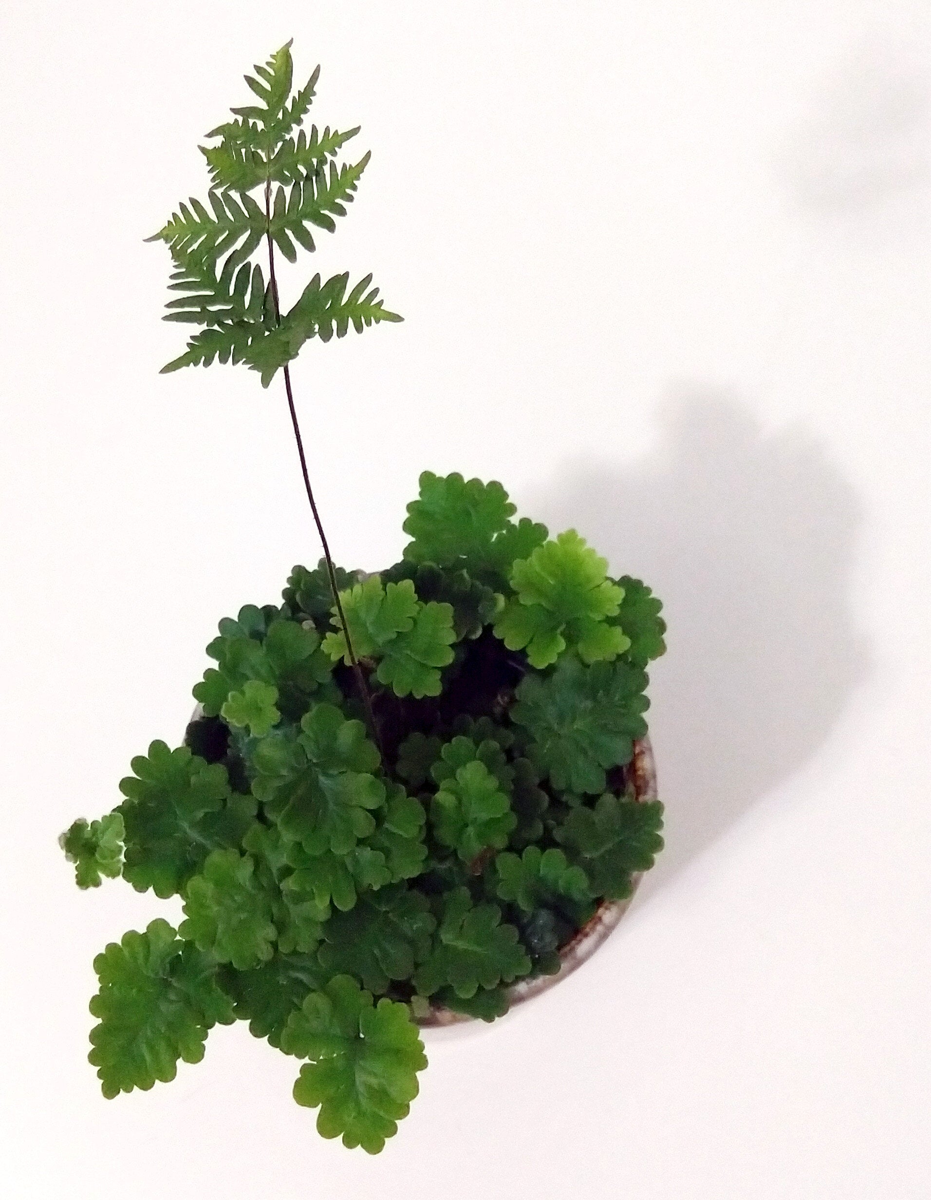 Antenna Fern – delicate Antenna Fern fronds in natural light – Jiffy Sized