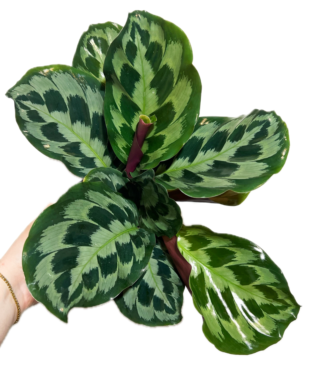 Calathea Helen Kennedy – Calathea Helen Kennedy vibrant patterned leaves – Foliages India