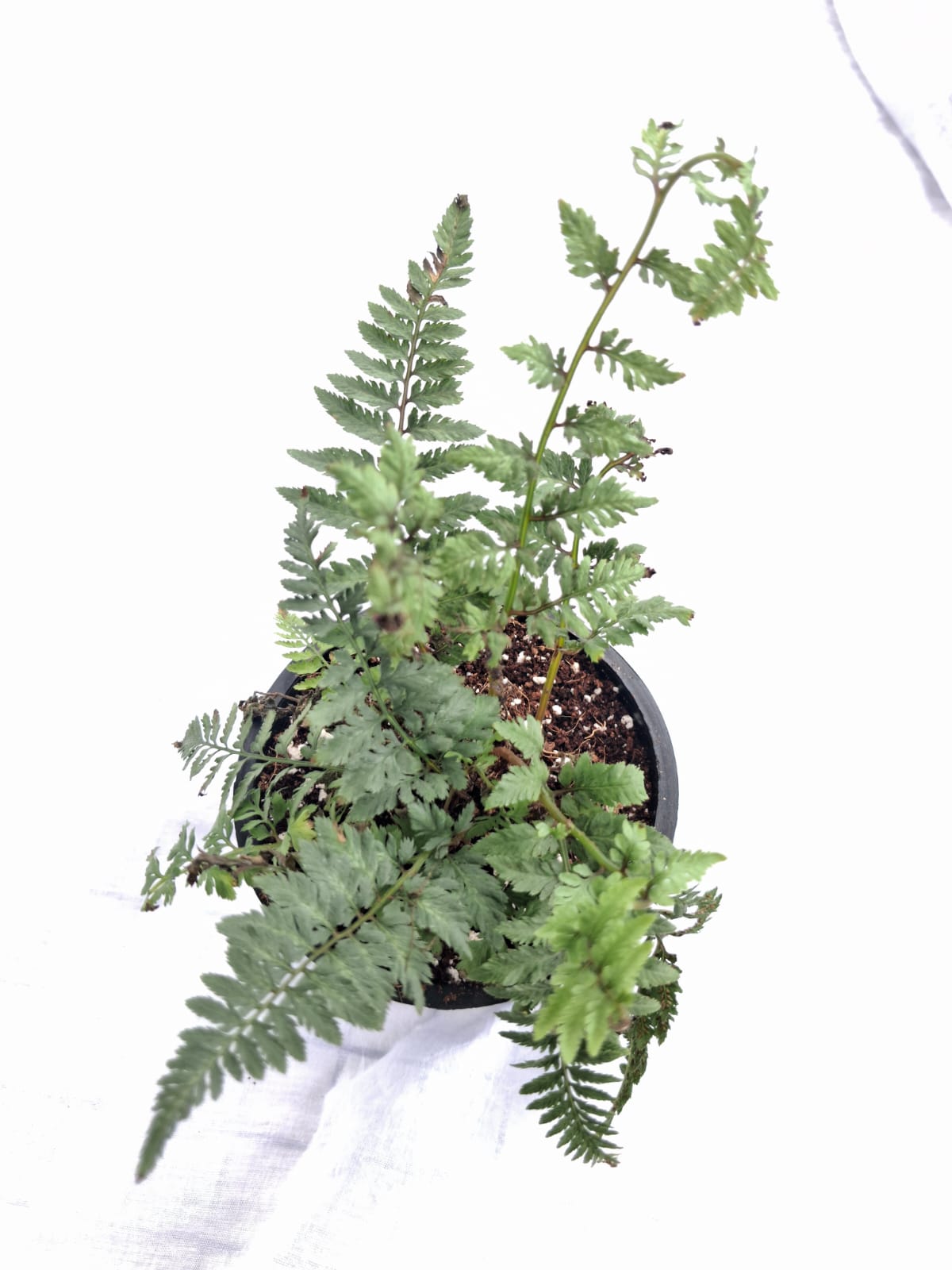 Japanese Painted Fern close up leaf detail – healthy nursery plant – Foliages.in
