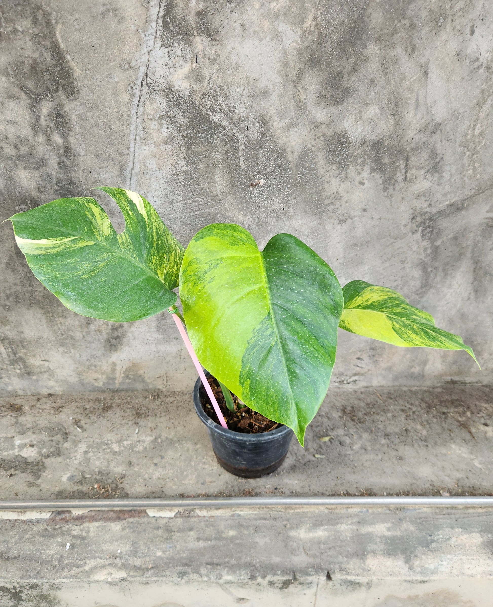 Monstera Deliciosa Aurea - Rare Yellow Variegated Plant - Aloevera Greens