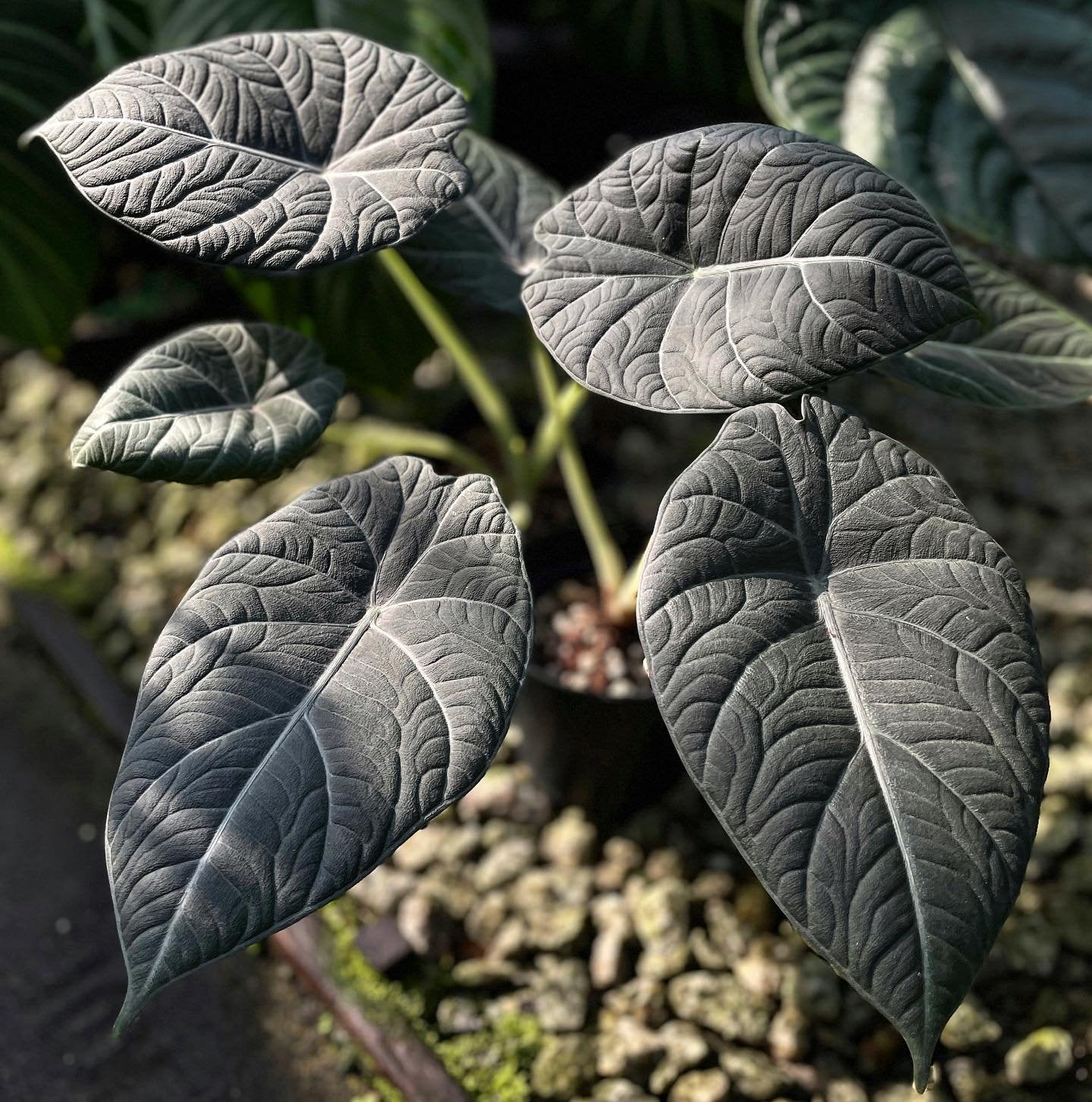 Alocasia Maharani – Grey Dragon Alocasia – thick textured leathery foliage – rare indoor plant – Foliages India