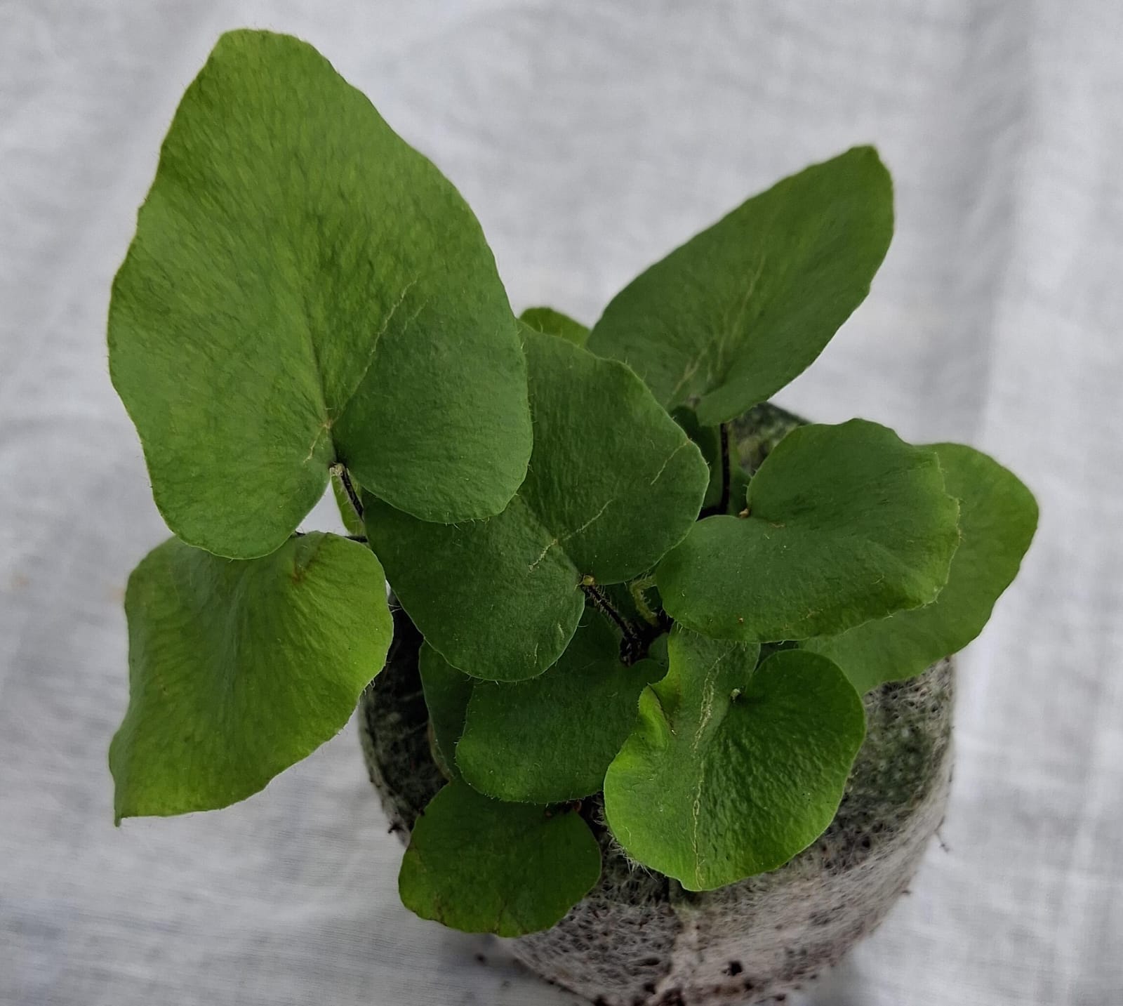 Heart Leaf Fern close up leaf detail – healthy nursery plant – Foliages.in