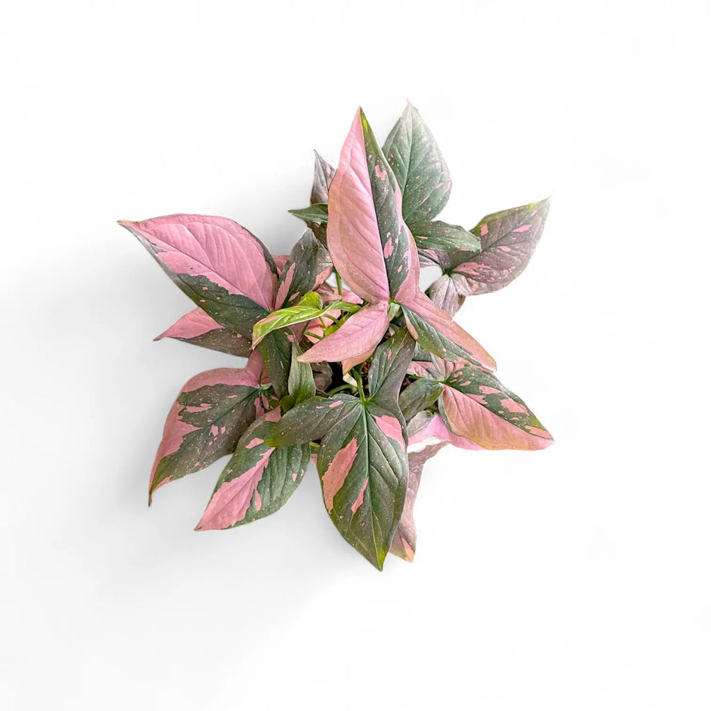 Syngonium Strawberry Ice mottled pink and green variegation – Foliages.in