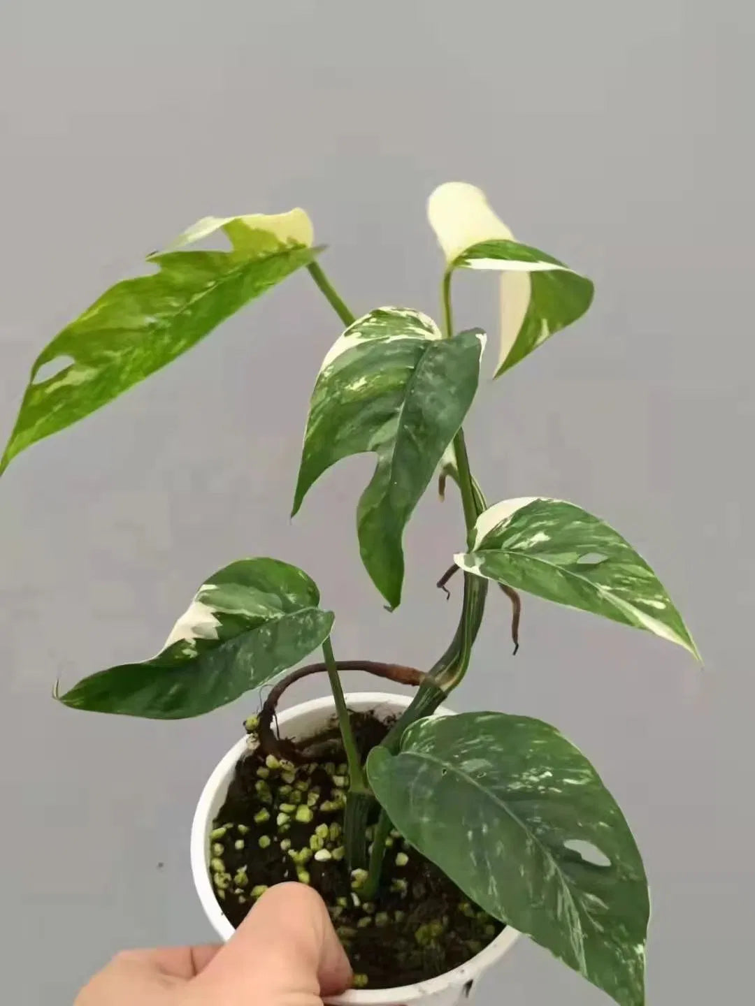 Monstera Epipremnum Pinnatum Variegated
Albo node cuttings