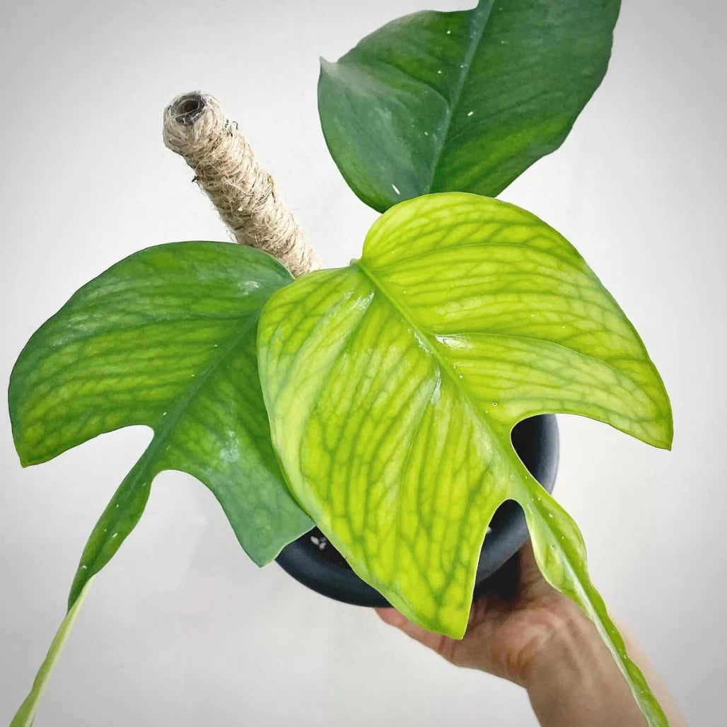 Skeleton Key Pothos – Epipremnum pinnatum 'Skeleton Key' Pothos with unique lobed and fenestrated leaves – Foliages India