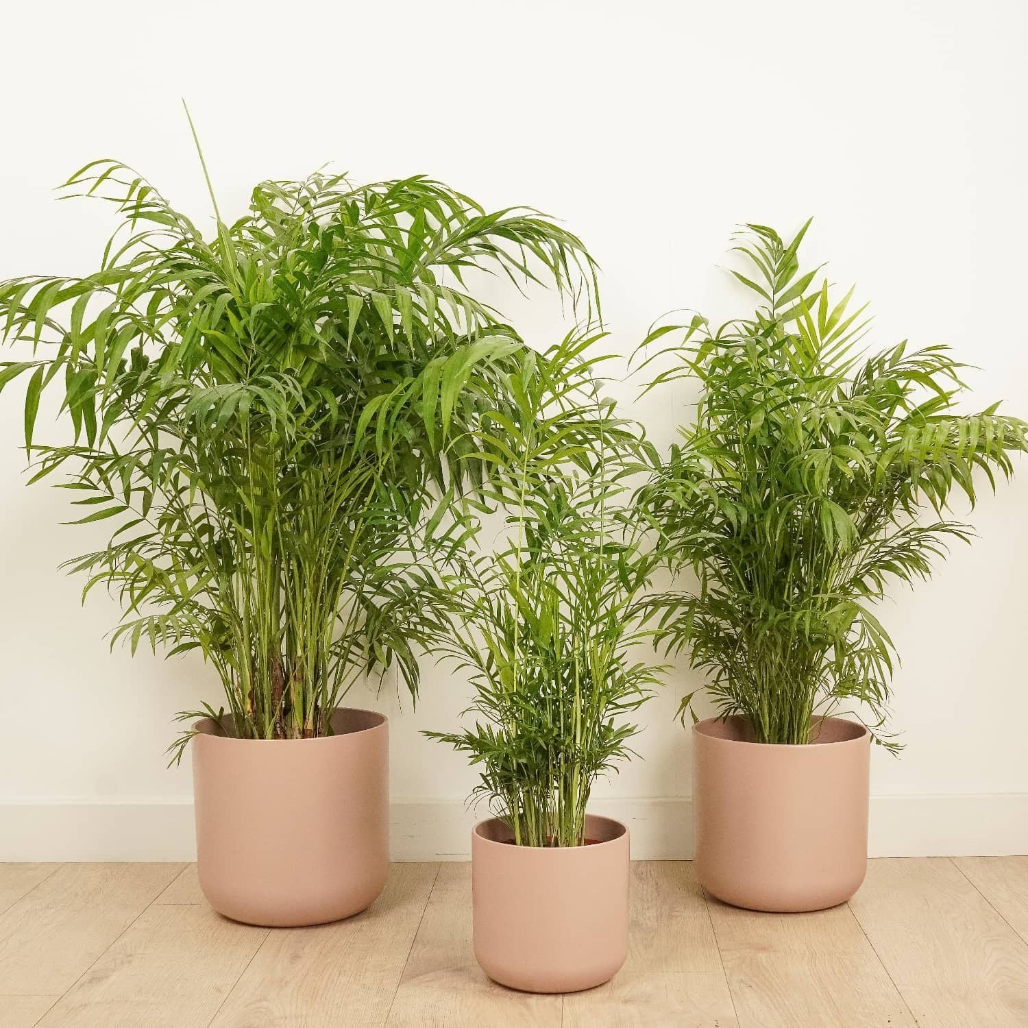 Micholitz's Palm – Calyptrocalyx micholitzii – Elegant Bifid Fronds – 6-inch Nursery Pot – Foliages India