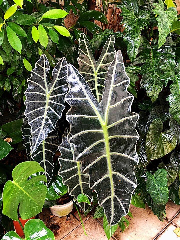 Alocasia Amazonica - Jiffy sized Live Plant - Jiffy sized - Aloevera Greens