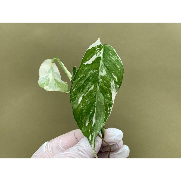 Monstera Epipremnum Pinnatum Variegated
Albo node cuttings