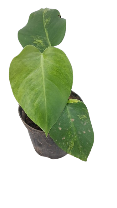 Monstera Deliciosa Aurea - Rare Yellow Variegated Plant - Aloevera Greens