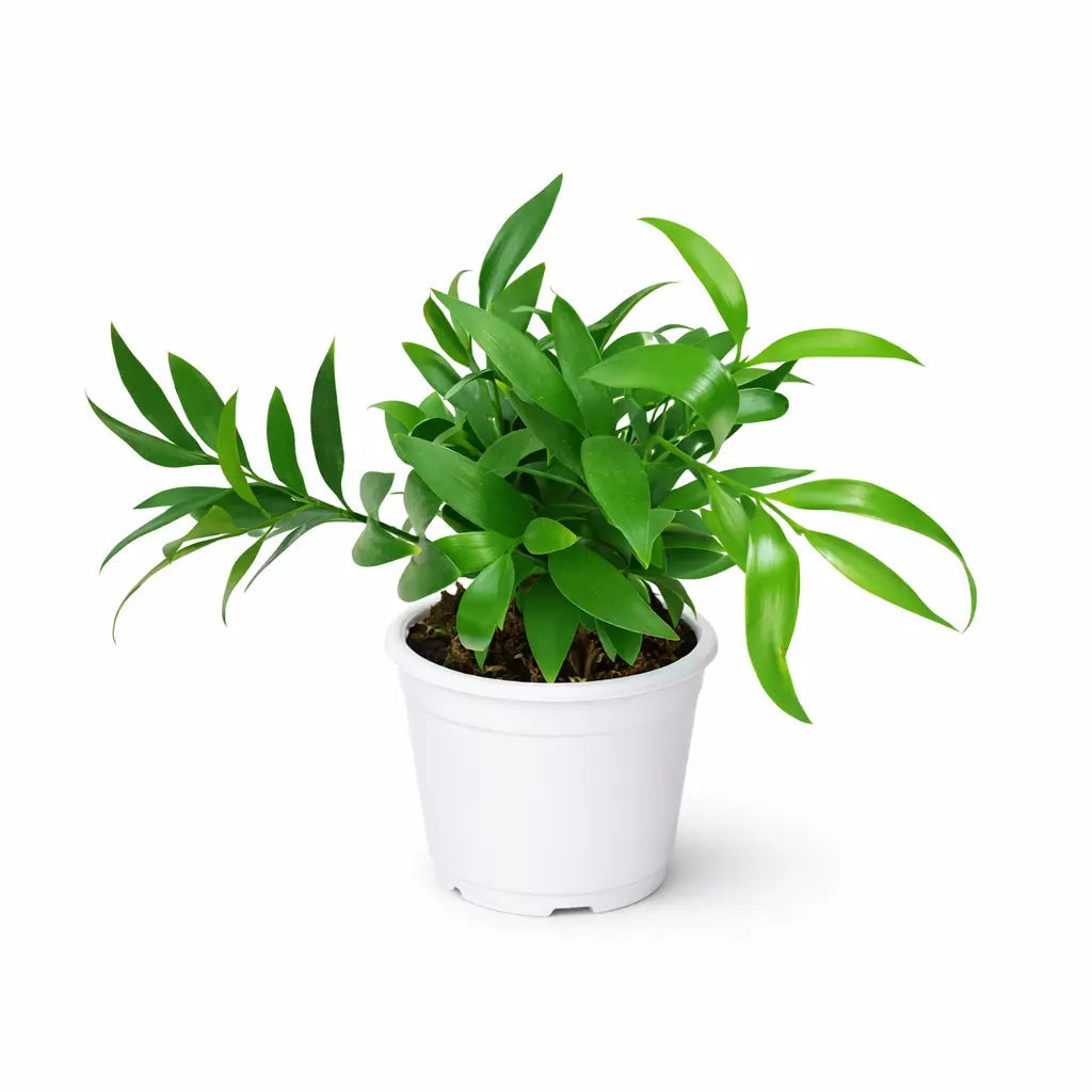 Asian Bayberry – Lush green foliage of a healthy Asian Bayberry plant – Foliages India