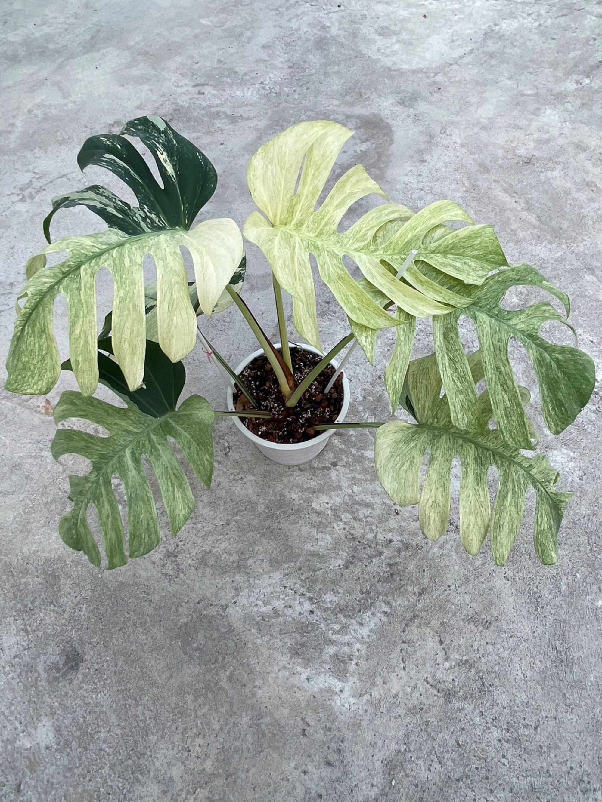 Lush Monstera Deliciosa leaves close-up – Mint Variegated variegated foliage – buy online India