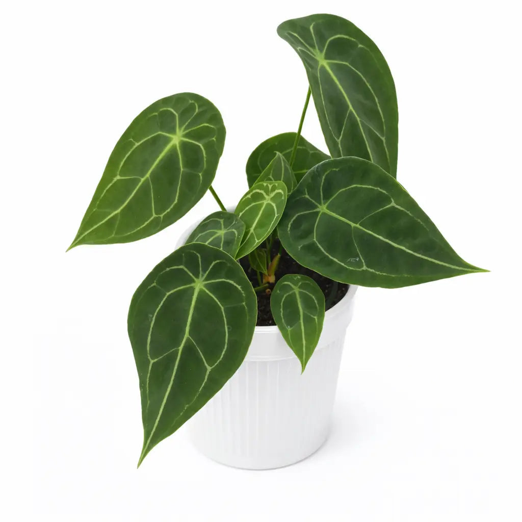 Anthurium Forgetti - Rare live plant-Good size- Aloevera Greens