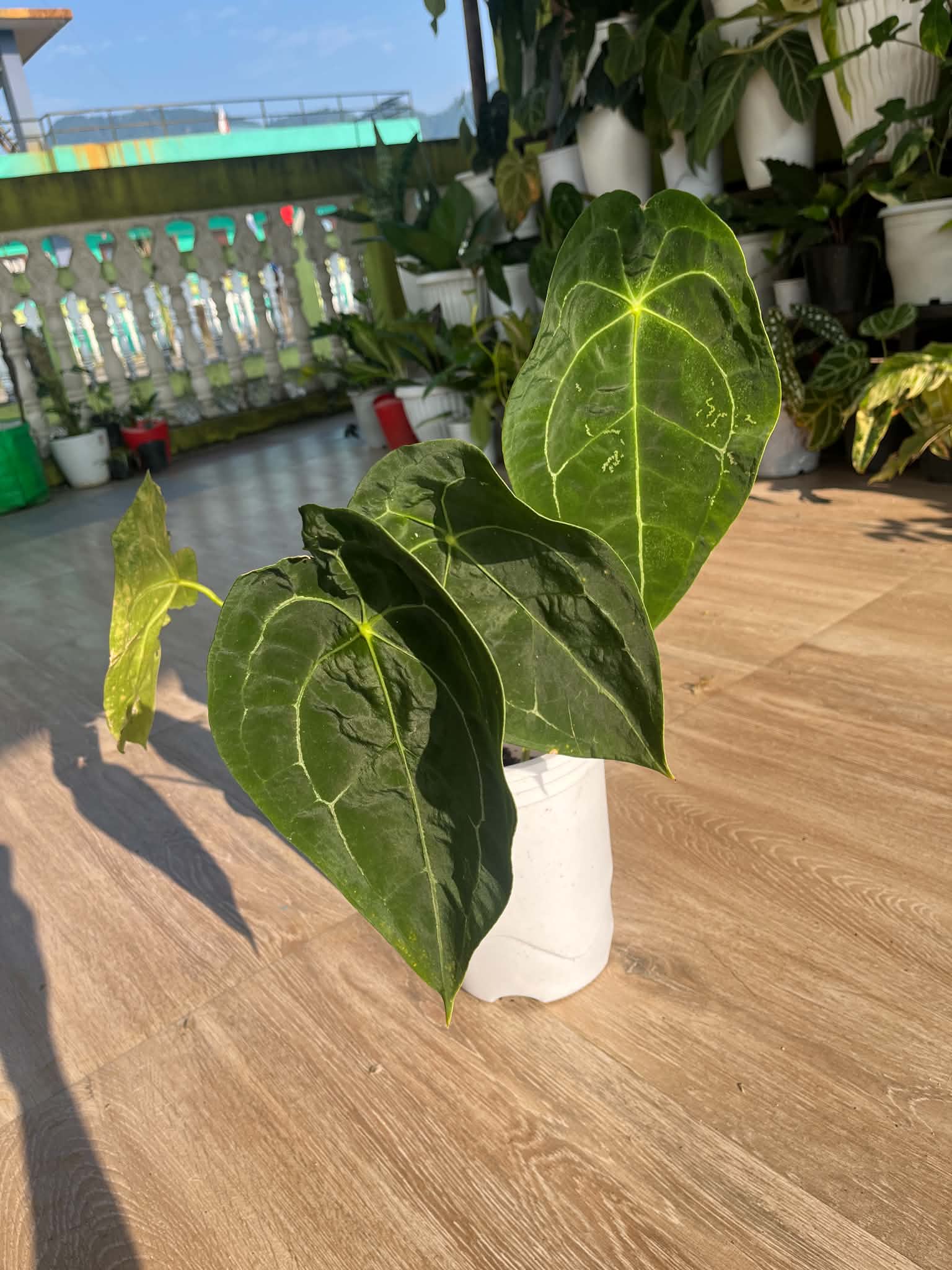 Anthurium Forgetti - Rare live plant-Good size- Aloevera Greens
