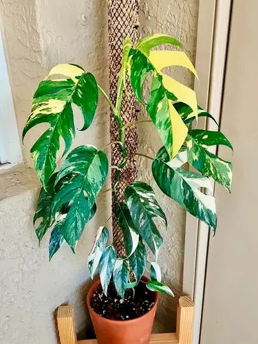 Monstera Epipremnum Pinnatum Variegated
Albo node cuttings
