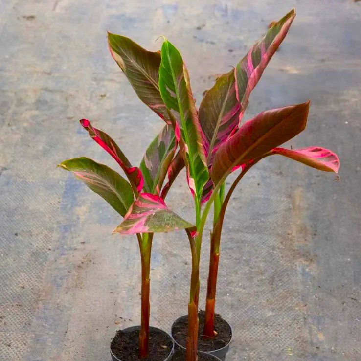 Musa Nono Variegated Banana live plant – exotic collector tropical foliage – ships pan-India – Aloevera Greens