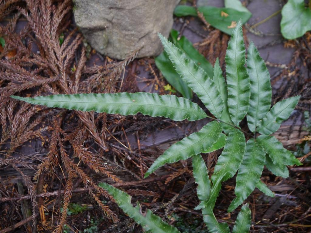 Pteris Cretica 'Parkeri' Fern close up leaf detail – healthy nursery plant – Foliages.in