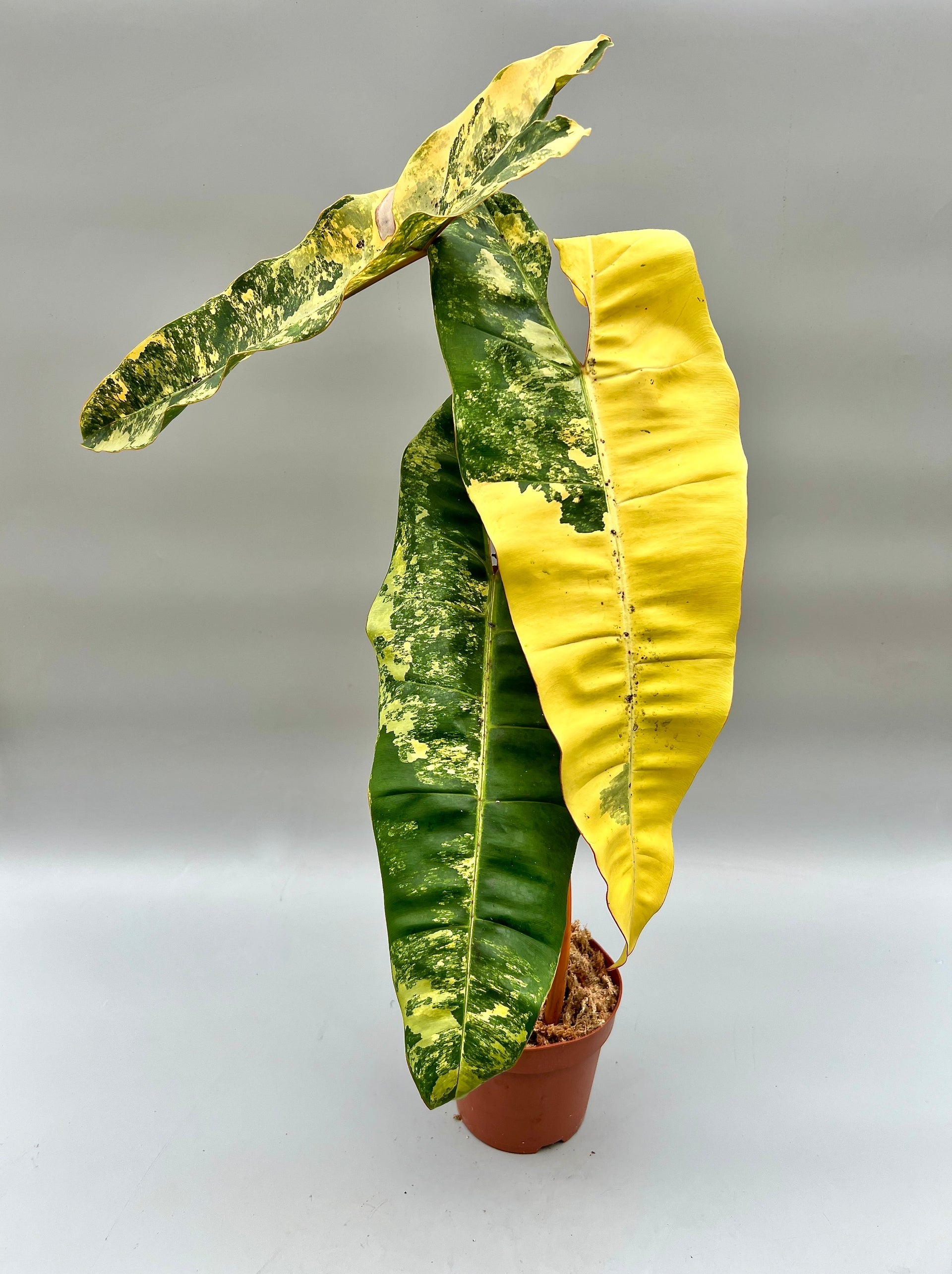 Philodendron Billietiae Variegated – rare variegated climbing aroid – neon orange petioles – Foliages India