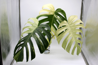 Monstera Deliciosa – Monstera deliciosa – Mint Variegated – 6-inch Nursery Pot – Foliages India