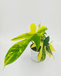 Philodendron Florida Beauty live potted specimen – rare climbing tropical aroid – ships pan-India