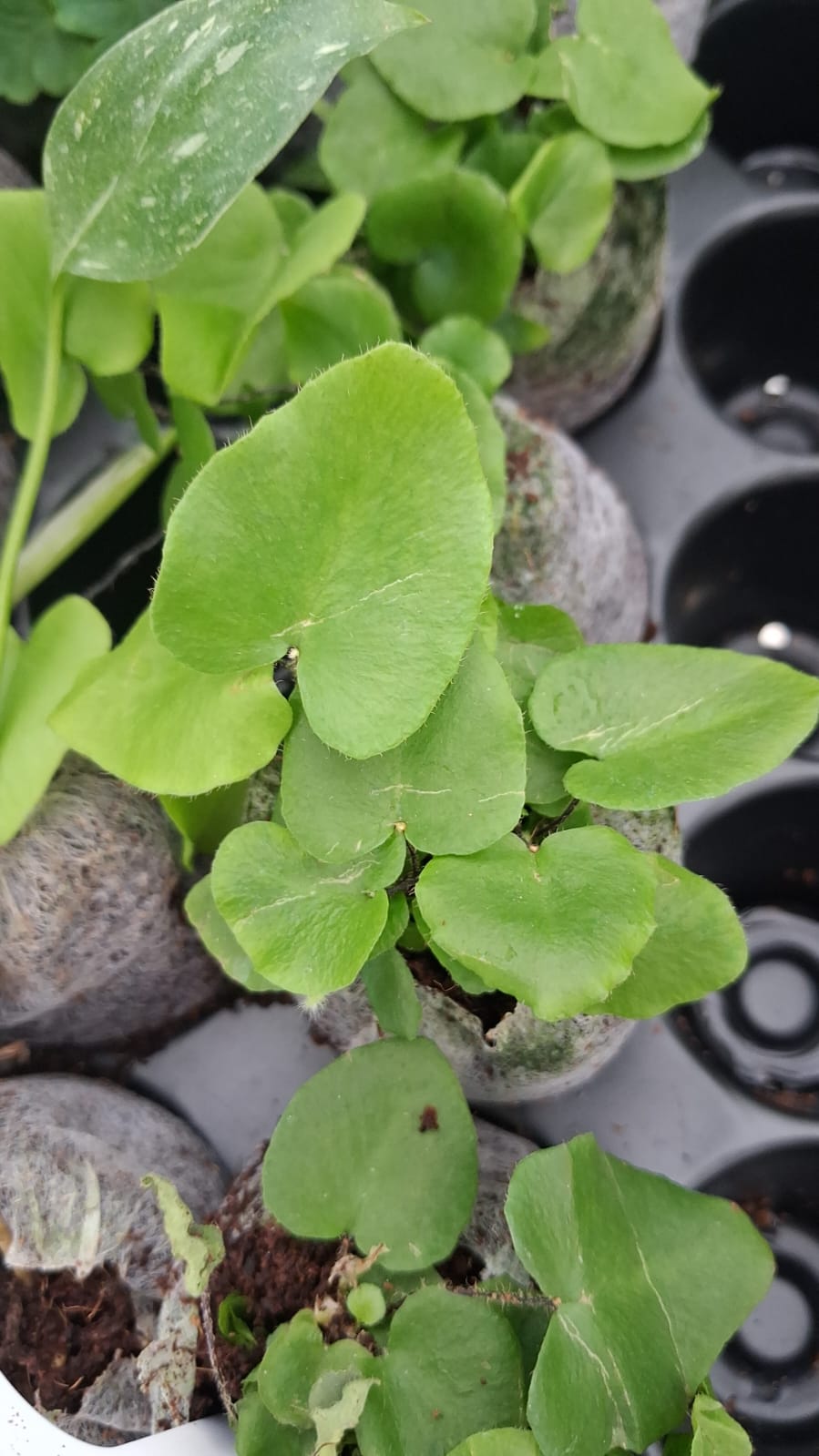 Heart Leaf Fern close up leaf detail – healthy nursery plant – Foliages.in