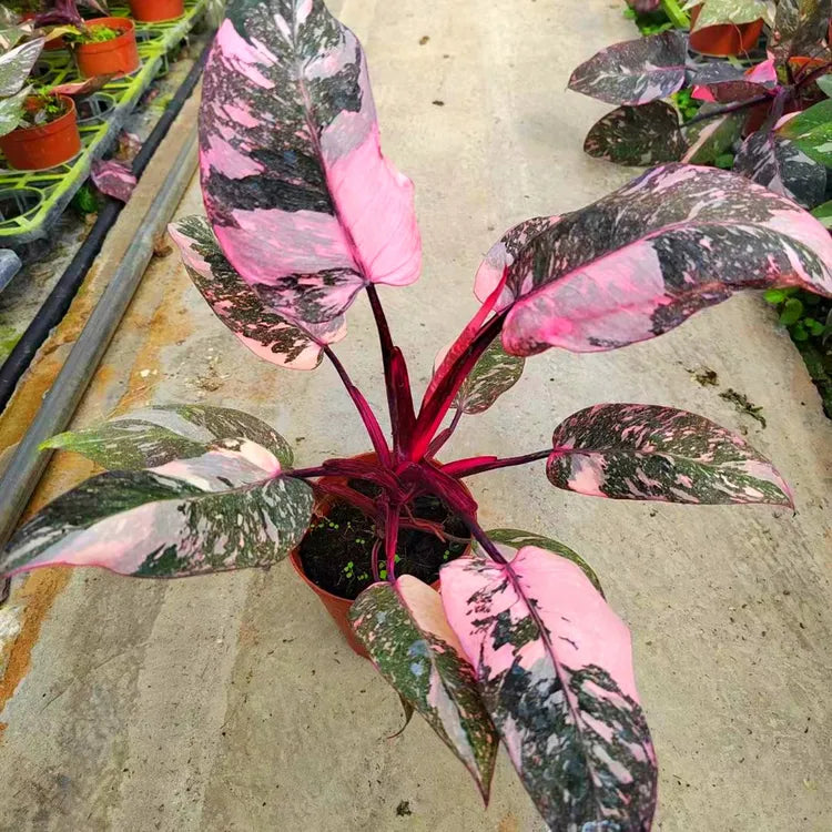 Philodendron Pink Princess Marble close up leaf detail – healthy nursery plant – Foliages.in