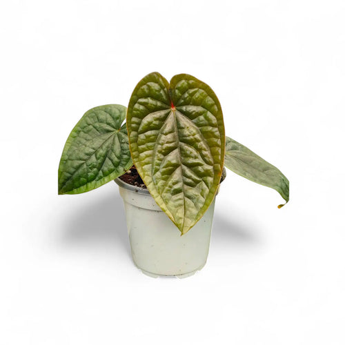Anthurium Luxurians - Pure form- Aloevera Greens